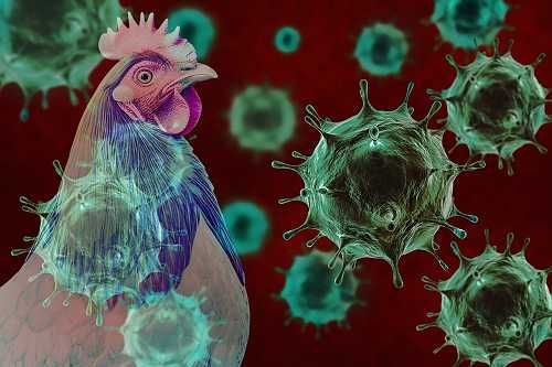 Avian Influenza Ravages Kathmandu Valley: Over 600,000 Birds Culled and Meat Sales Plunge by 30%