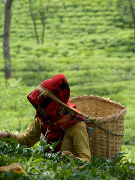 53 Ilam Tea Factories Reopen After Three-Point Agreement Resolves Export Deadlock