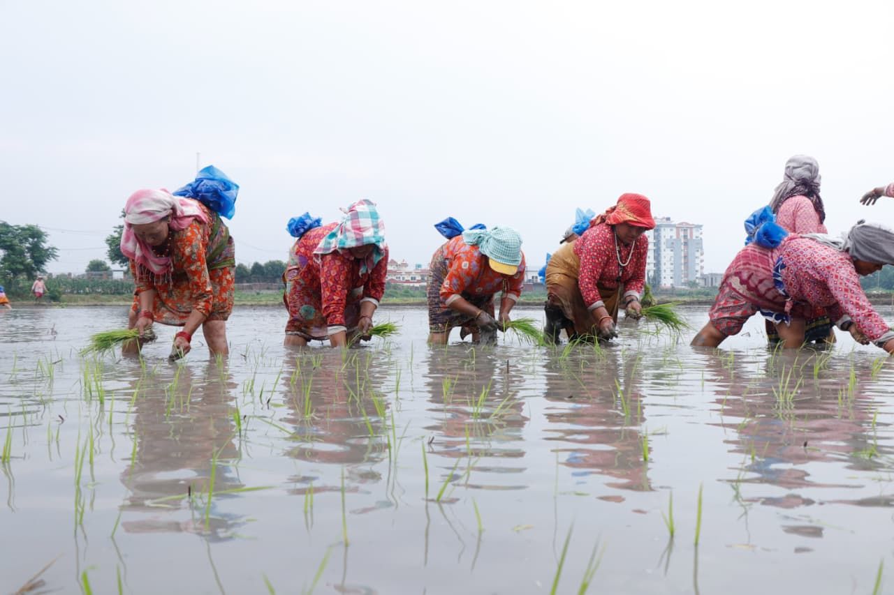 National Paddy Day Celebrated Nationwide with Calls for Better Irrigation and Fertilizer Supply