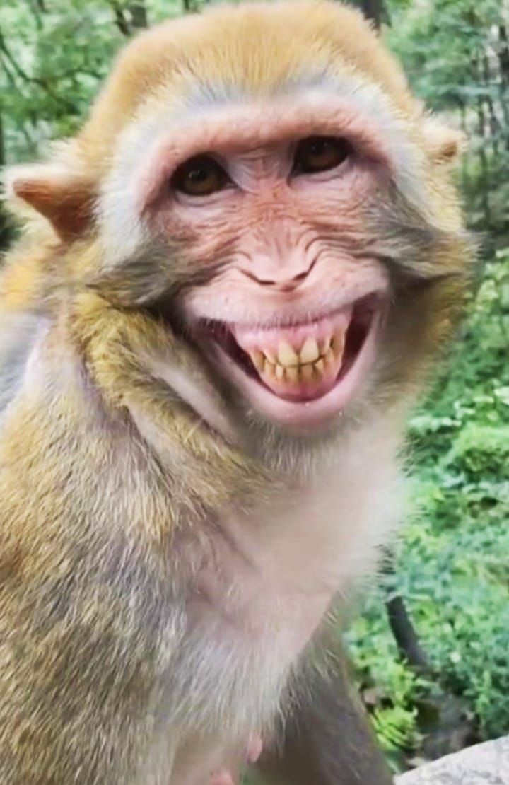 Arghakhanchi to Recruit ‘Monkey Watchers’ to Protect Crops from Wildlife Damage