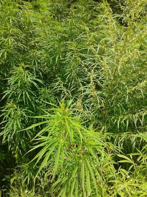 Nepal Moves Closer to Legal Cannabis Cultivation as Wagle Signals Government Support