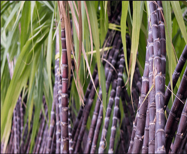 Government to Provide Rs 1.5 Billion in Grants to Sugarcane Farmers