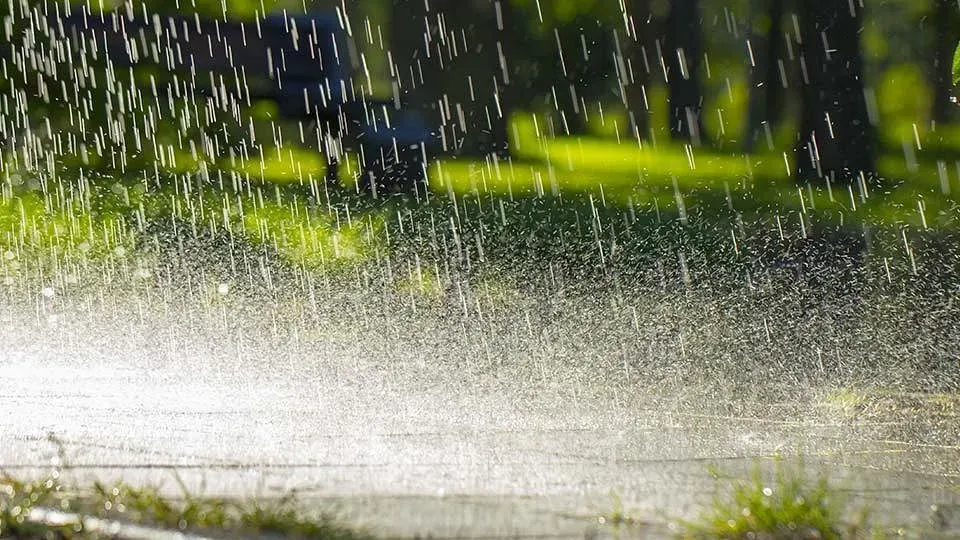Farmers Urged to Delay Paddy Harvesting Until Kartik 15 Amid Cyclone Threat