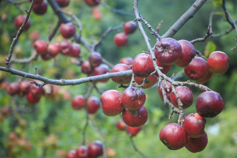 Mustang’s Apple Production Hits Rs. 1.15 Billion, Rises 5.29%